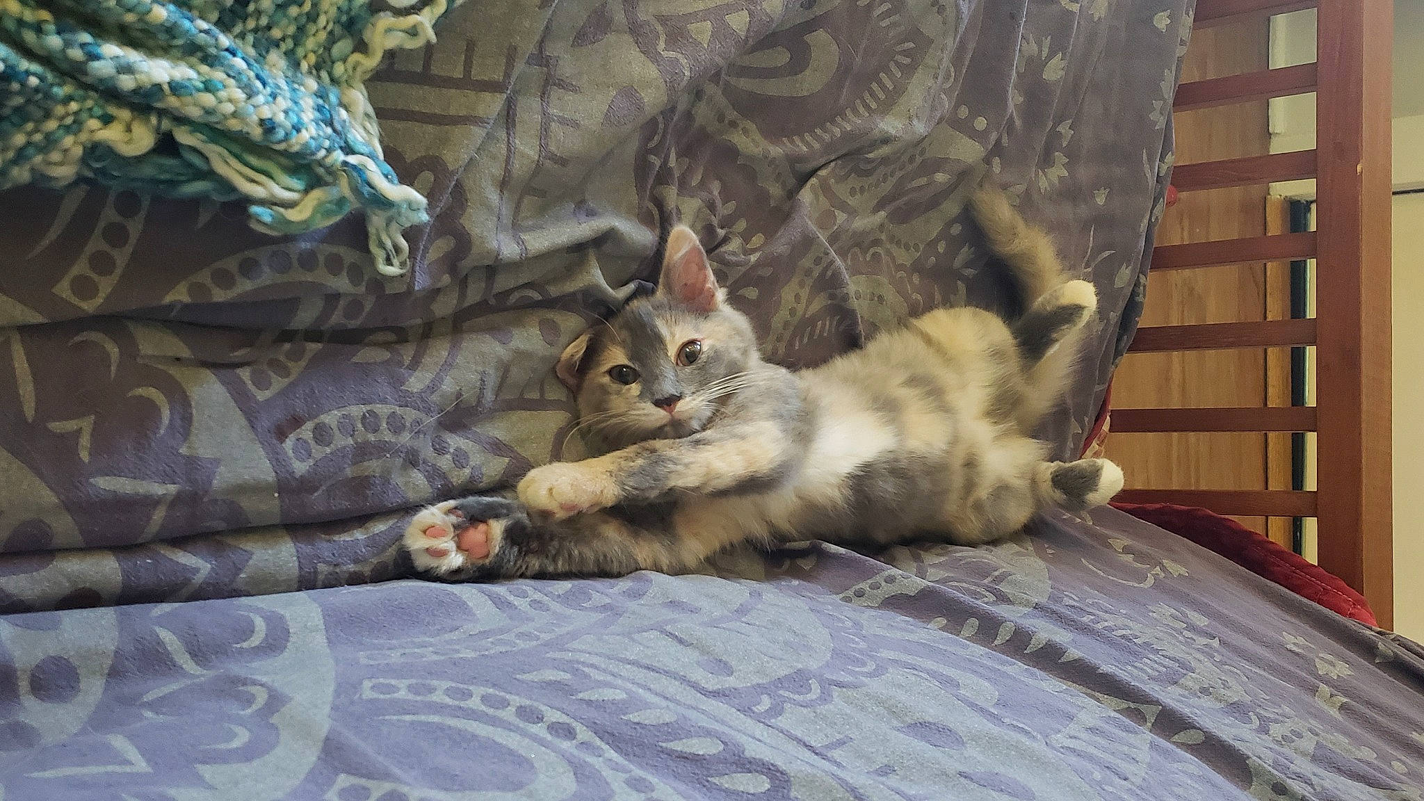 Smoke joined the competition — help win amazing prizes! bed, bed_sheet, bedding, carnivore, cat, claw, comfort, couch, domestic_short_haired_cat, fawn, felidae, fur, grey, linens, paw, sitting, small_to_medium_sized_cats, tail, whiskers, wood