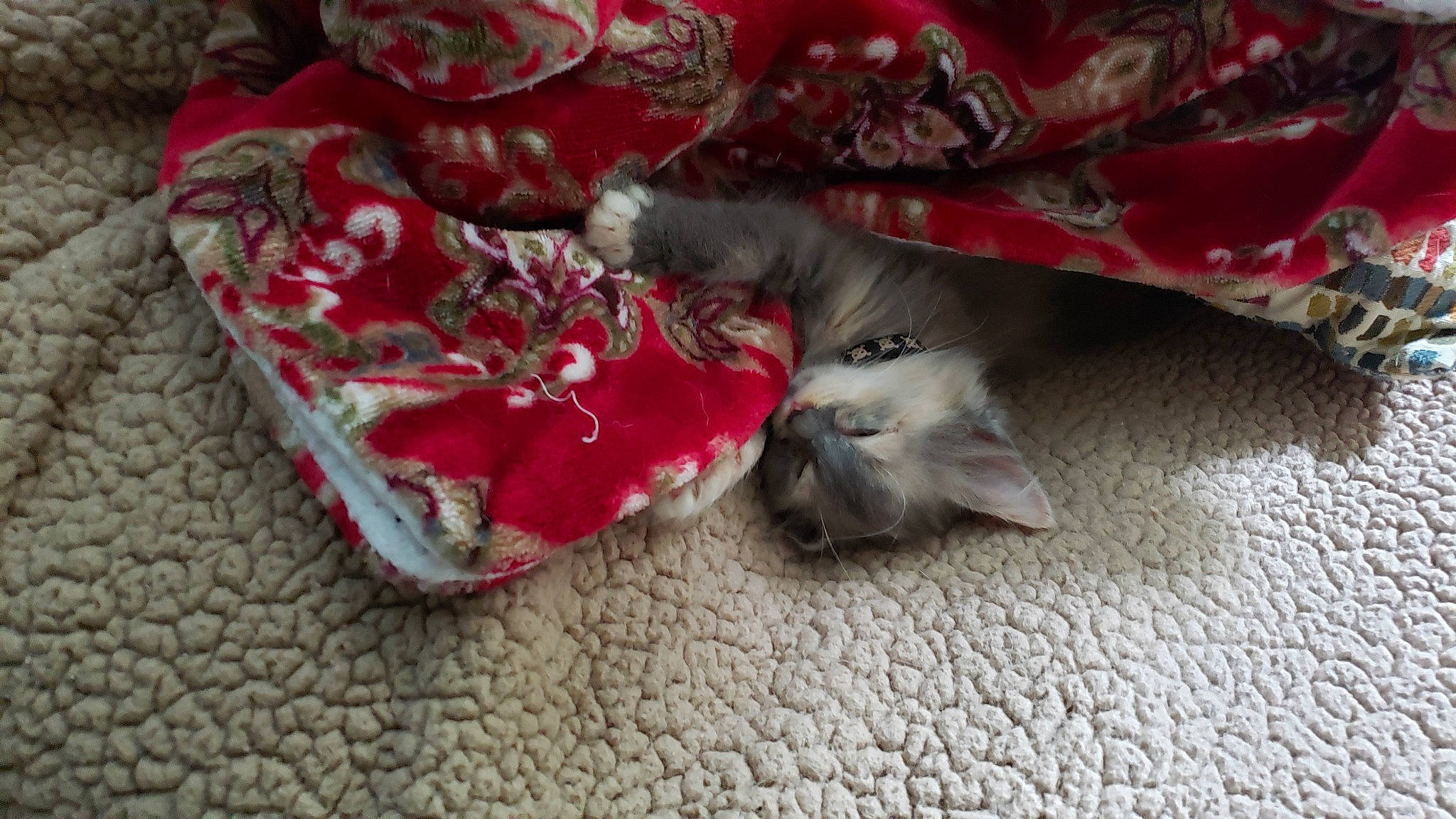 Smoke joined the competition — help win amazing prizes! canidae, carmine, carnivore, cat, domestic_short_haired_cat, felidae, flooring, fur, grey, linens, magenta, petal, plastic_bag, small_to_medium_sized_cats, tail, whiskers