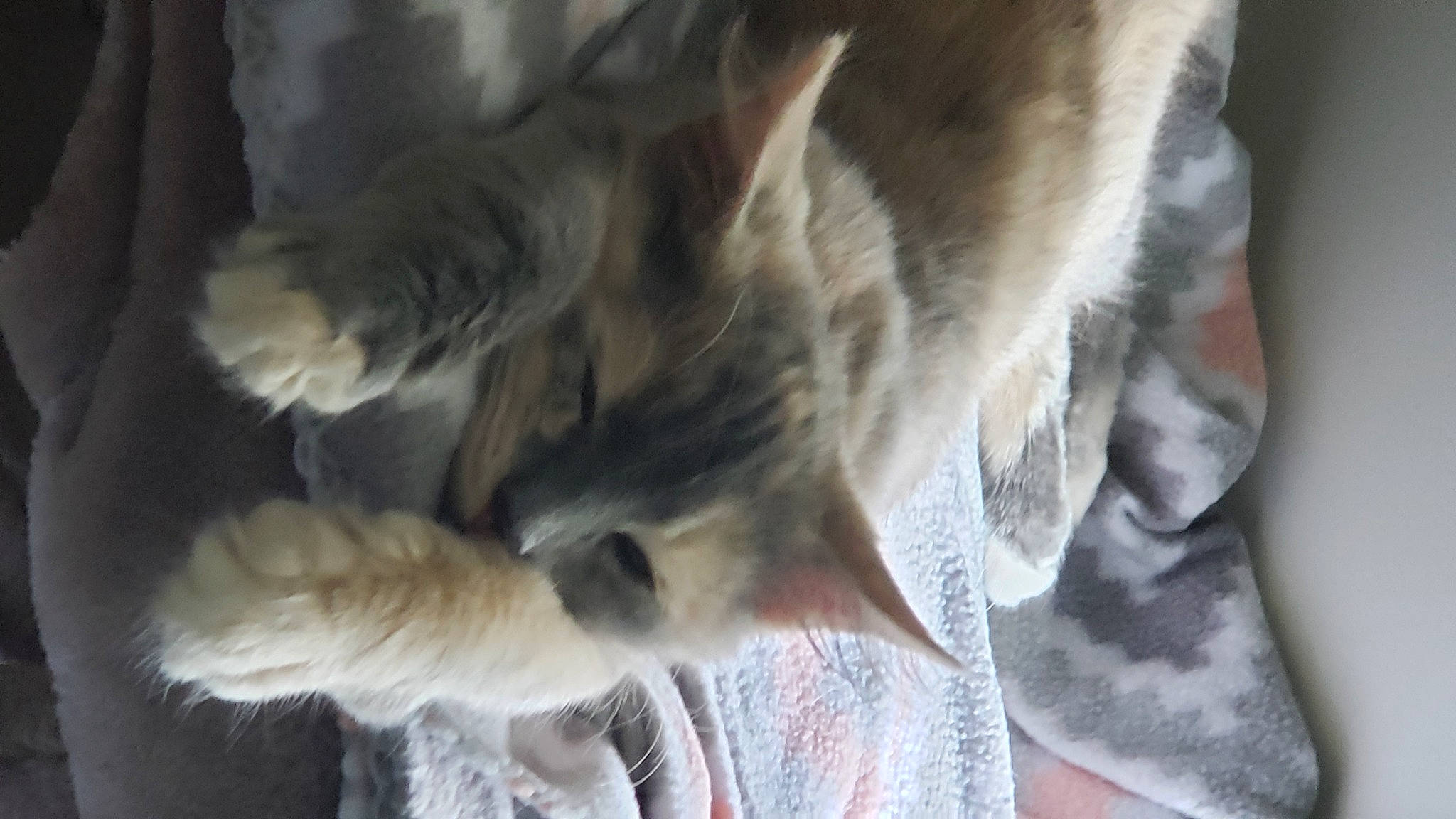 Smoke joined the competition — help win amazing prizes! canidae, carnivore, cat, claw, comfort, companion_dog, dog_breed, domestic_short_haired_cat, fawn, felidae, fur, gesture, linens, paw, small_to_medium_sized_cats, snout, sporting_group, tail, whiskers, wing