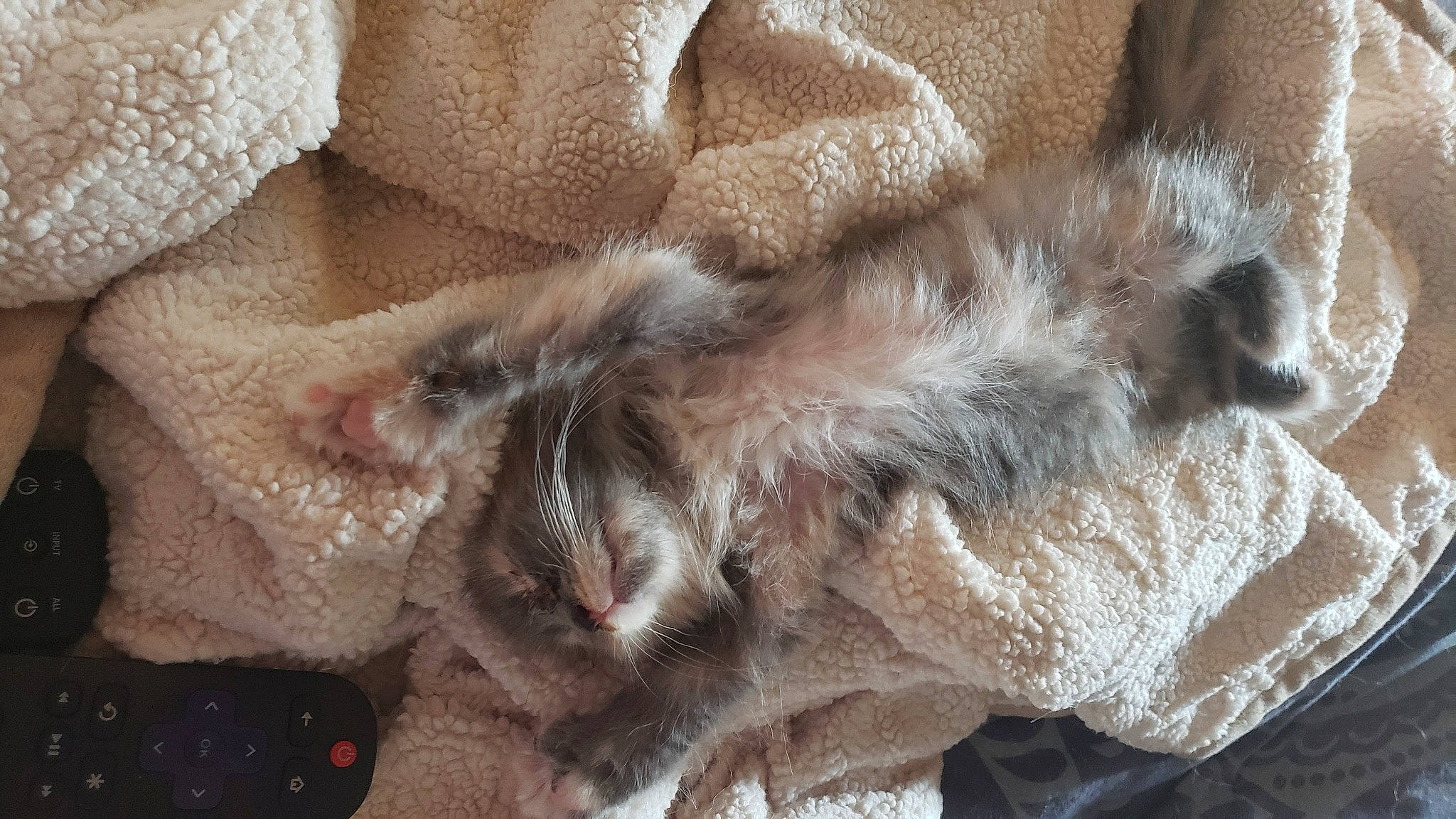 Smoke joined the competition — help win amazing prizes! carnivore, cat, claw, close_up, comfort, domestic_short_haired_cat, fawn, felidae, fur, liver, mammal, nap, paw, small_to_medium_sized_cats, snout, tail, terrestrial_animal, textile, vertebrate, whiskers