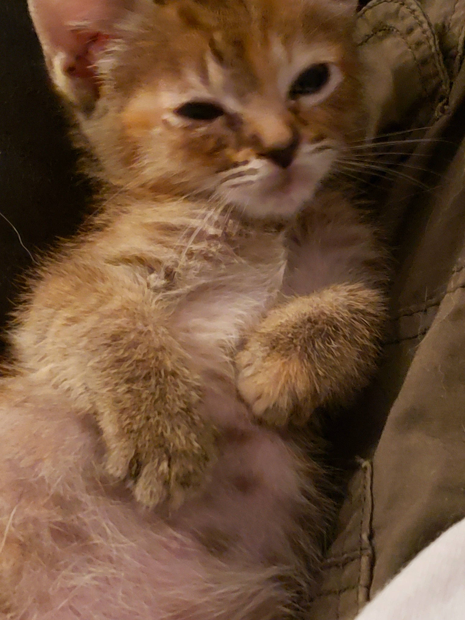 Snickers joined the competition — help win amazing prizes! asian, australian_mist, british_semi_longhair, carnivore, cat, claw, close_up, european_shorthair, fawn, felidae, fur, kitten, mammal, pixie_bob, small_to_medium_sized_cats, snout, somali, tabby_cat, vertebrate, whiskers