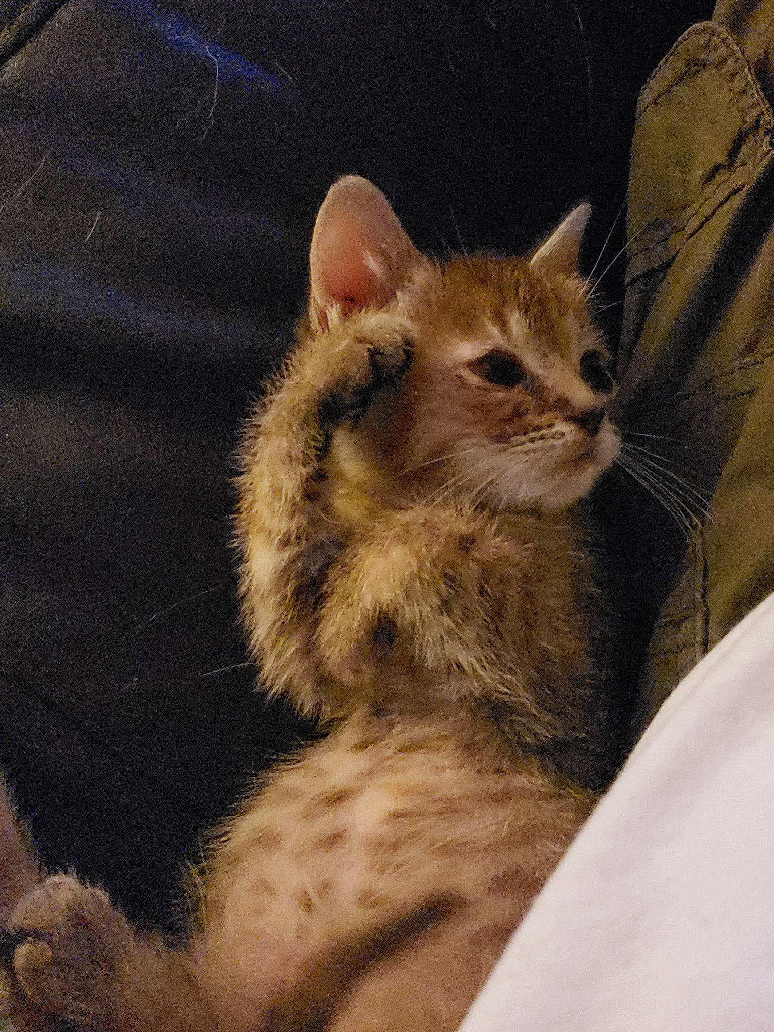 Snickers joined the competition — help win amazing prizes! asian, carnivore, cat, domestic_short_haired_cat, dragon_li, ear, european_shorthair, fawn, felidae, fur, kitten, laperm, mammal, oriental_longhair, small_to_medium_sized_cats, snout, somali, tabby_cat, vertebrate, whiskers