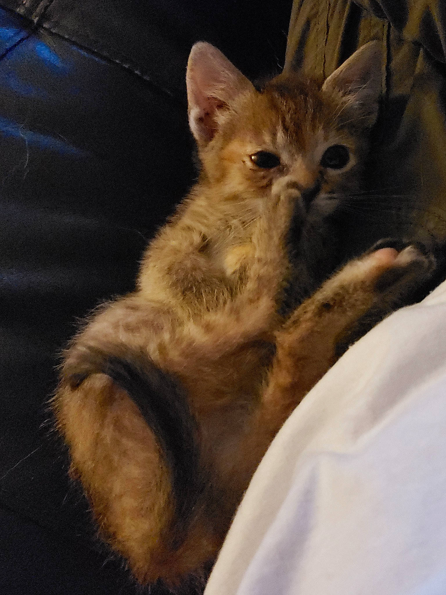 Snickers joined the competition — help win amazing prizes! arabian_mau, asian, australian_mist, carnivore, cat, chausie, domestic_short_haired_cat, dragon_li, european_shorthair, felidae, fur, german_rex, kitten, mammal, small_to_medium_sized_cats, snout, somali, tabby_cat, vertebrate, whiskers