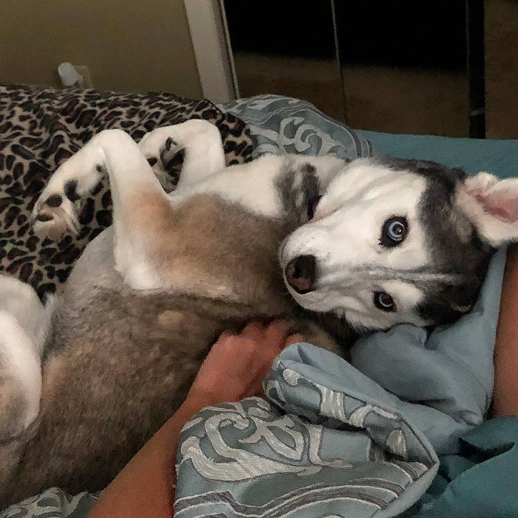 Asia joined the competition — help win amazing prizes! alaskan_malamute, canidae, carnivore, companion_dog, dog, dog_breed, labrador_husky, mammal, non_sporting_group, northern_inuit_dog, nose, puppy, puppy_love, rare_breed_dog, siberian_husky, sled_dog, vertebrate, wolfdog