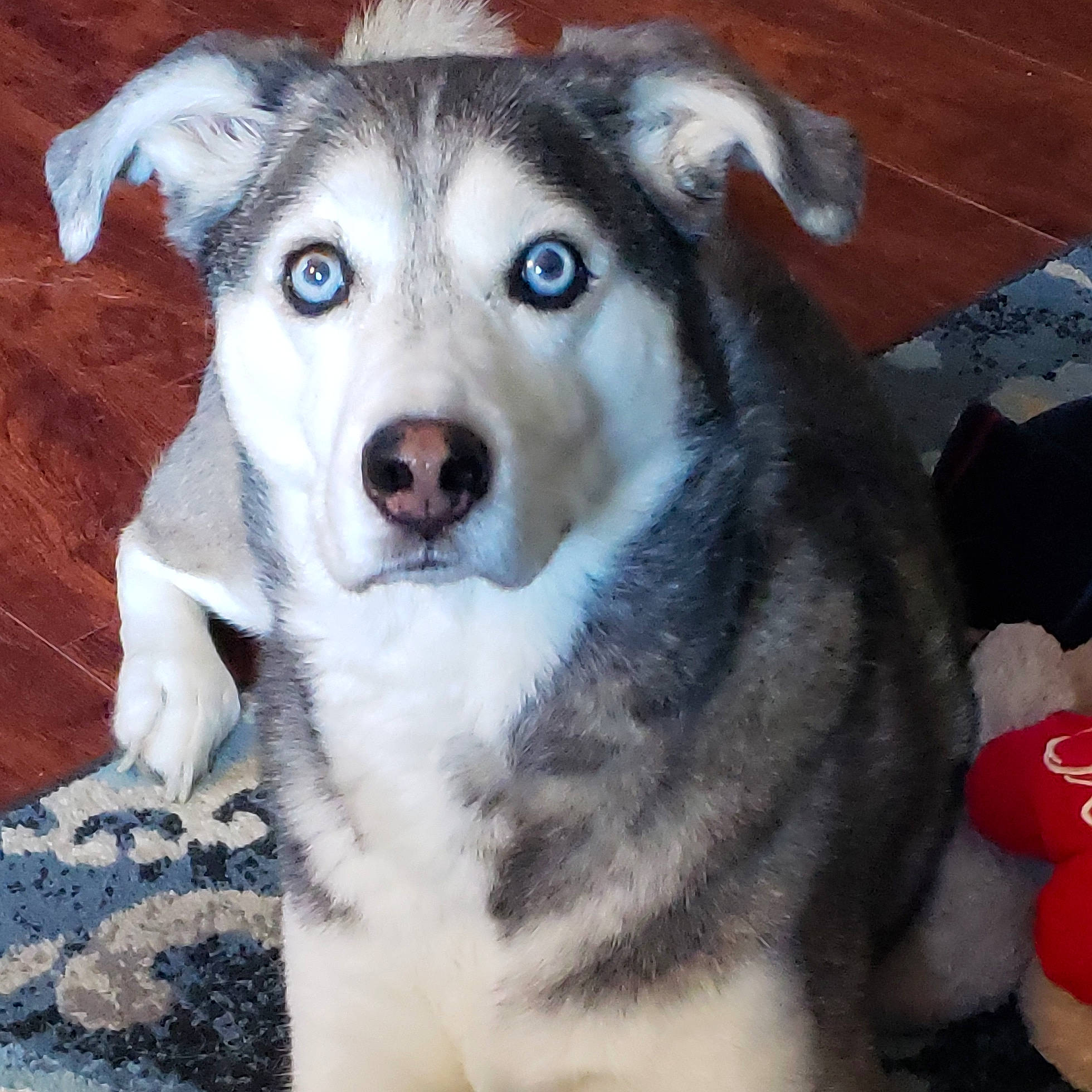 Asia is registered to the contest to win money with this photo: alaskan_malamute, canadian_eskimo_dog, canidae, carnivore, dog, dog_breed, jamthund, labrador_husky, mammal, miniature_siberian_husky, native_american_indian_dog, northern_inuit_dog, nose, sakhalin_husky, seppala_siberian_sleddog, siberian_husky, sled_dog, snout, vertebrate, wolfdog