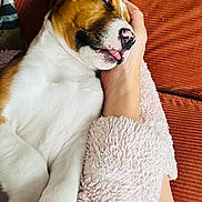 Albert participe au concours pour gagner de l'argent avec cette photo : arm, brown, close_up, couch, cozy, cute, dog, domestic_animal, fluffy, hand, indoor, pet, puppy, relaxation, resting, sleeping, soft, texture, tongue_out, white