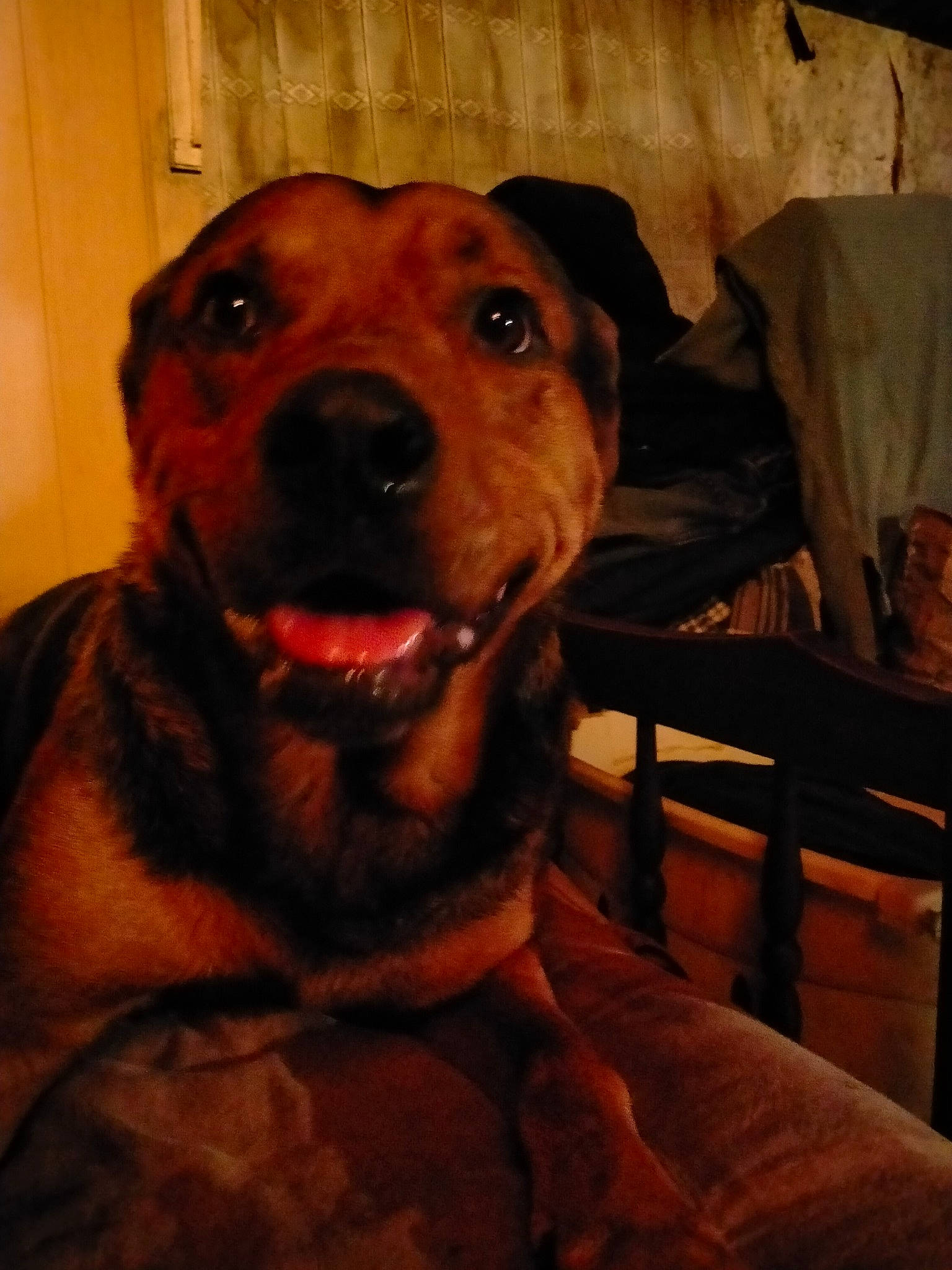 Mistert a rejoint le concours — aidez-le/la à gagner de superbes lots ! canidae, carnivore, collar, comfort, companion_dog, dog, dog_breed, dog_collar, fang, fawn, fur, guard_dog, jaw, liver, snout, sporting_group, whiskers, wood, working_animal, working_dog