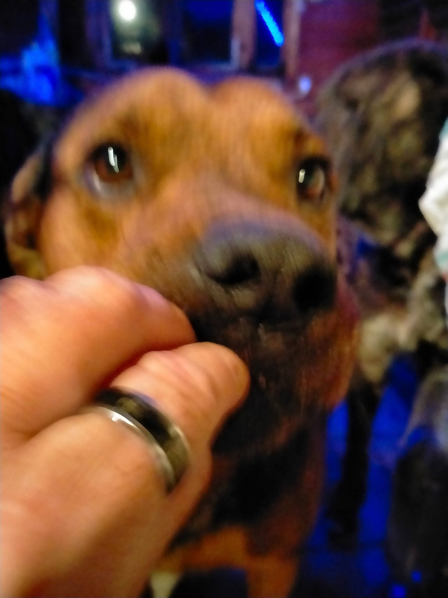 Mistert a rejoint le concours — aidez-le/la à gagner de superbes lots ! canidae, carnivore, companion_dog, dog, dog_breed, ear, electric_blue, event, fawn, finger, fur, gesture, jaw, nail, selfie, snout, sporting_group, thumb, whiskers, working_animal