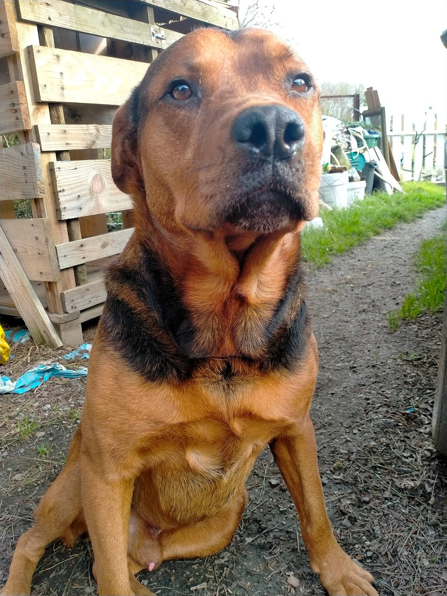 Mistert a rejoint le concours — aidez-le/la à gagner de superbes lots ! canidae, carnivore, collar, companion_dog, dog, dog_breed, dog_collar, fawn, fence, fur, liver, pet_supply, plant, sky, snout, sporting_group, terrestrial_animal, whiskers, working_animal, working_dog