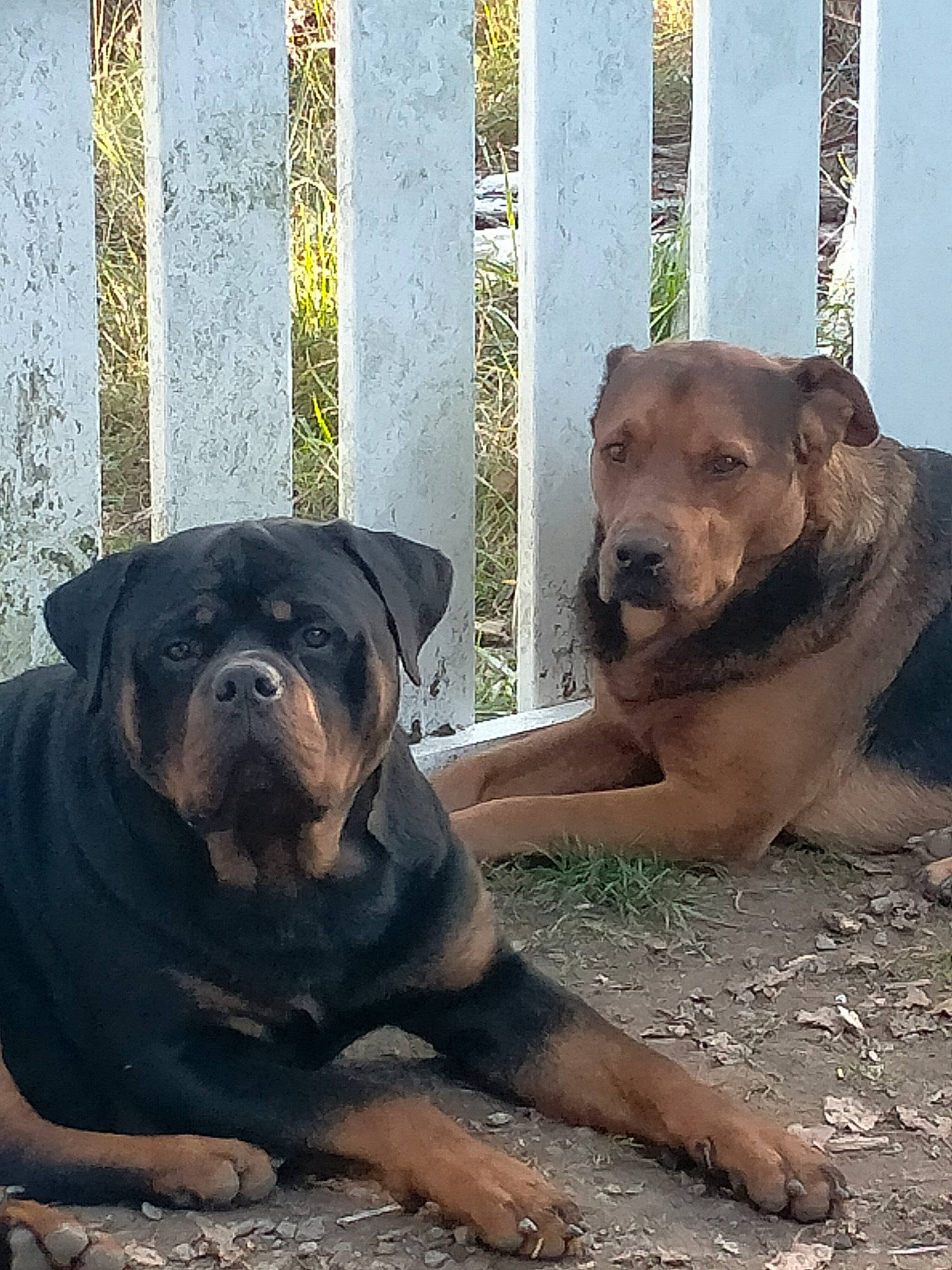 Rocket participe au concours pour gagner de l'argent avec cette photo : ancient_dog_breeds, canidae, carnivore, companion_dog, dog, dog_breed, fawn, fence, guard_dog, hunting_dog, molosser, non_sporting_group, paw, pet_supply, snout, sporting_group, street_dog, terrestrial_animal, working_animal, working_dog