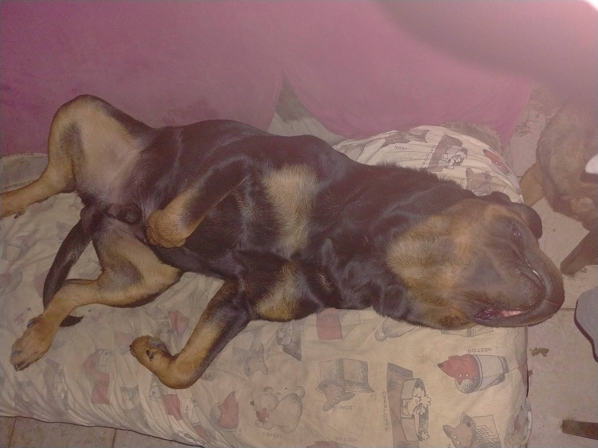 Rocket participe au concours pour gagner de l'argent avec cette photo : art, canidae, carnivore, comfort, companion_dog, dog, dog_breed, drawing, fawn, fur, linens, liver, painting, paw, snout, sporting_group, tail, terrestrial_animal, visual_arts, working_animal