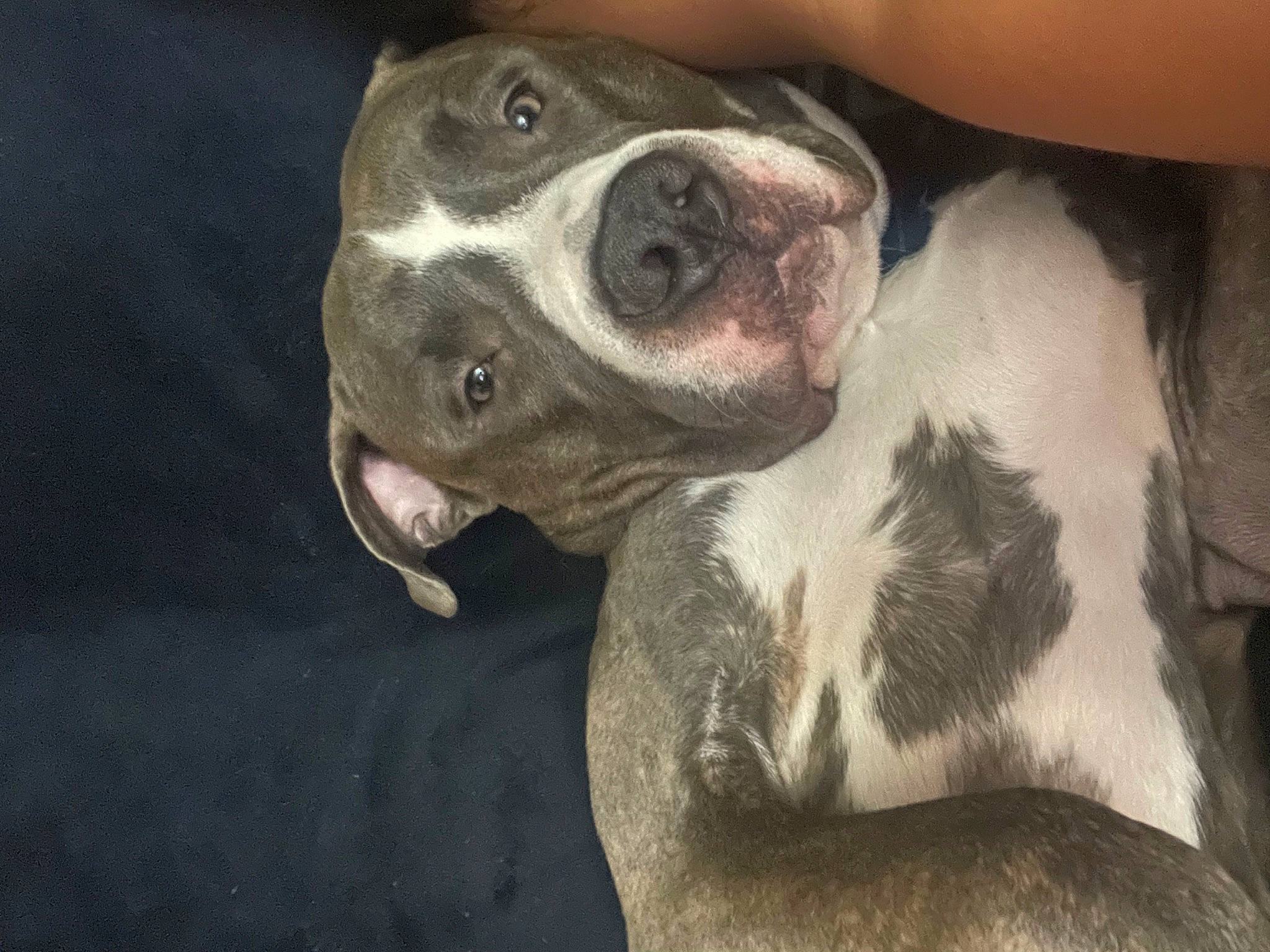 Pou is registered to the contest to win money with this photo: boston_terrier, canidae, carnivore, comfort, companion_dog, dog, dog_breed, fawn, fur, molosser, non_sporting_group, sporting_group, terrestrial_animal, whiskers, working_animal