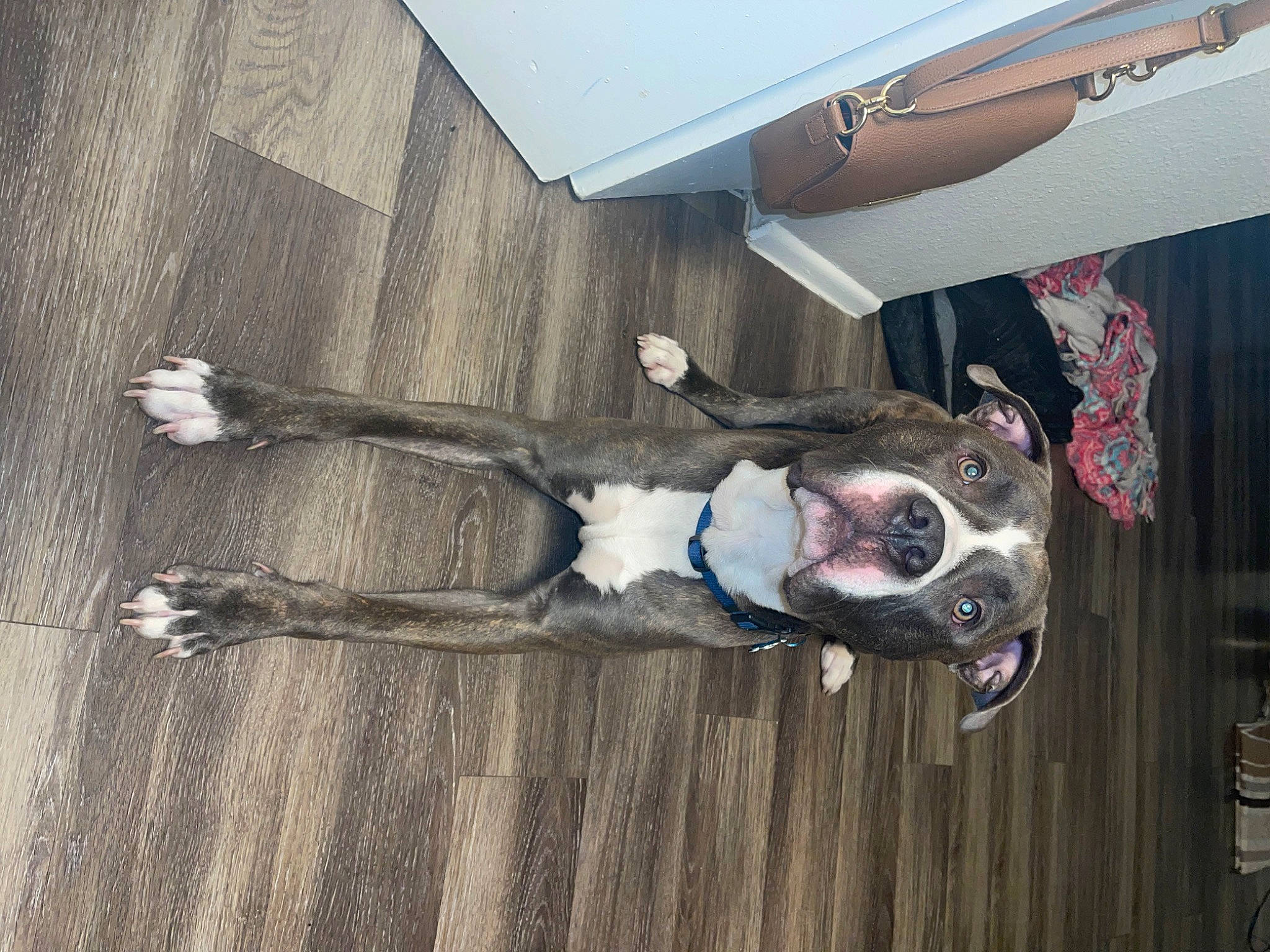 Pou joined the competition — help win amazing prizes! art, canidae, carmine, carnivore, companion_dog, dog, dog_breed, fawn, fictional_character, flooring, grey, guard_dog, hardwood, non_sporting_group, sporting_group, vehicle_door, visual_arts, wood