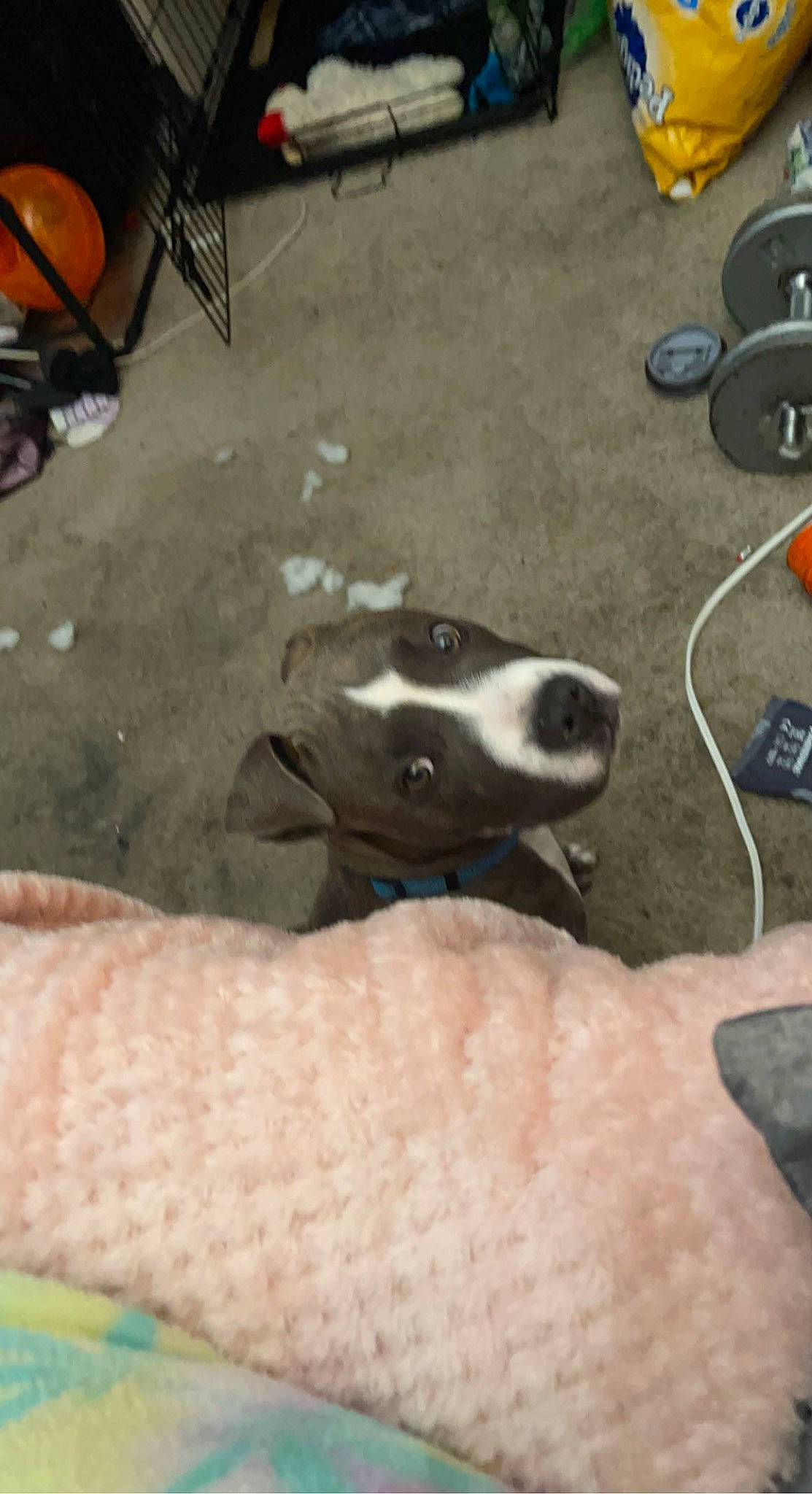 Pou joined the competition — help win amazing prizes! carnivore, chair, collar, comfort, companion_dog, dog, dog_breed, flooring, foot, human_leg, non_sporting_group, sporting_group, whiskers, working_animal