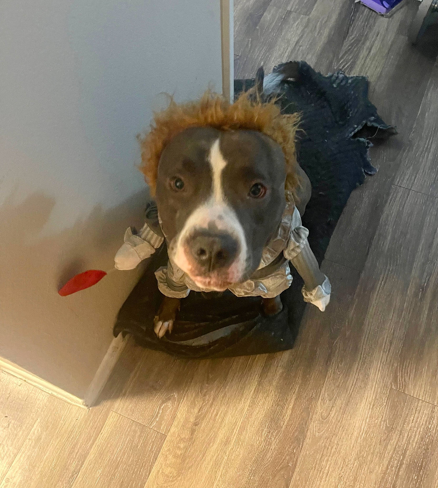 Pou joined the competition — help win amazing prizes! carnivore, companion_dog, dog, dog_breed, dog_food, floor, flooring, fur, hardwood, liver, paw, pet_supply, pointing_breed, snout, tennis_ball, terrestrial_animal, whiskers, wood, wood_flooring, working_animal