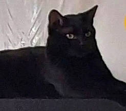 Sanji a rejoint le concours — aidez-le/la à gagner de superbes lots ! carnivore, cat, domestic_short_haired_cat, eye, felidae, fur, grey, small_to_medium_sized_cats, whiskers, window