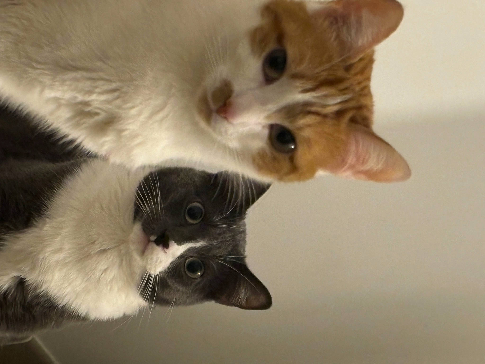 Réglisse participe au concours pour gagner de l'argent avec cette photo : balinese, canidae, carnivore, cat, claw, companion_dog, domestic_short_haired_cat, eye, fang, fawn, felidae, fur, paw, small_to_medium_sized_cats, snout, tail, thai, whiskers