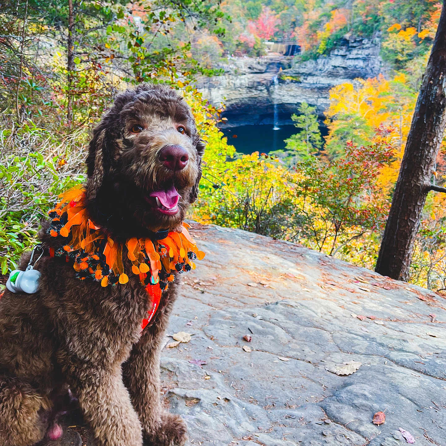 Moose is registered to the contest to win money with this photo: animal, canine, dog, face, flower, head, land, leaf, nature, outdoors, person, pet, photography, plant, poodle, portrait, rock, tree, vegetation, woodland