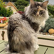 Tasca a rejoint le concours — aidez-le/la à gagner de superbes lots ! cat, fluffy, outdoor, garden, plants, green_table, sea, nature, animal, pet, fur, mammal, sitting, eyes, face, whiskers, relaxing, scenery, daylight, peaceful