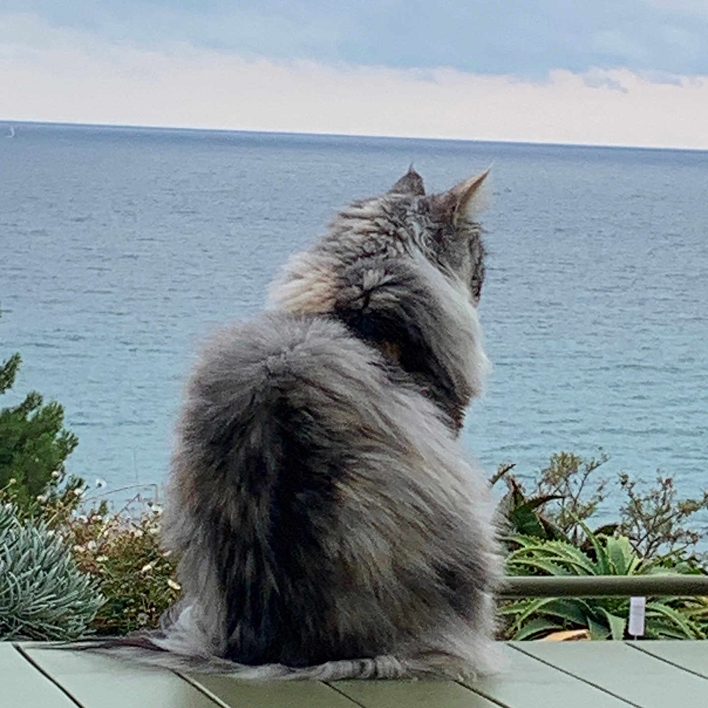 Tasca participe au concours pour gagner de l'argent avec cette photo : animal, back_view, calm, cat, cloudy, fluffy, gray, green, landscape, nature, ocean, outdoor, pet, plant, sea, serene, sitting, sky, table, water