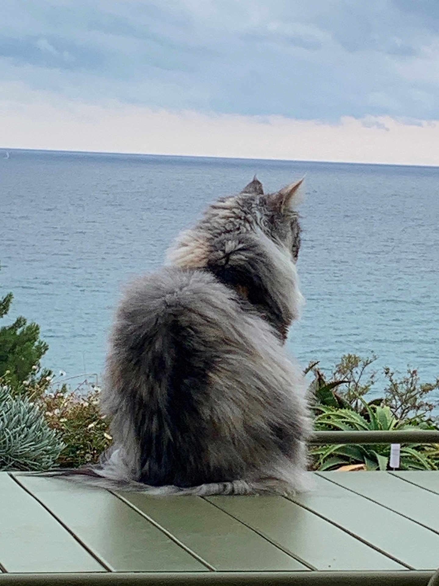 Tasca participe au concours pour gagner de l'argent avec cette photo : cat, fluffy, gray, table, ocean, sea, water, sky, cloudy, nature, plant, green, outdoor, pet, animal, calm, serene, sitting, back_view, landscape