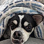 Niko is registered to the contest to win money with this photo: dog, chihuahua, pet, blanket, closeup, face, fur, cute, cozy, sleepy, indoor, animal, whiskers, black_and_white, nose, teeth, expression, ears, comfort, portrait