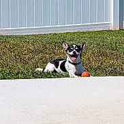 Niko joined the competition — help win amazing prizes! dog, grass, outdoor, pet, happy, playful, sunny, fence, animal, tongue_out, black_and_white, small_dog, toy, lying_down, collar, daylight, nature, yard, smiling, cute