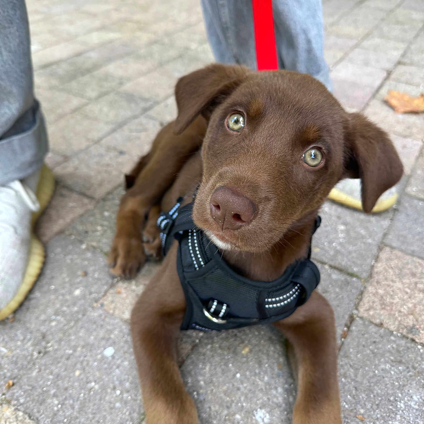 Kuma participe au concours pour gagner de l'argent avec cette photo : animal, brown_dog, canine, closeup, companion, curious, cute, dog, green_eyes, harness, leash, outdoor, pavement, person, pet, puppy, resting, shoes, walking, young_dog