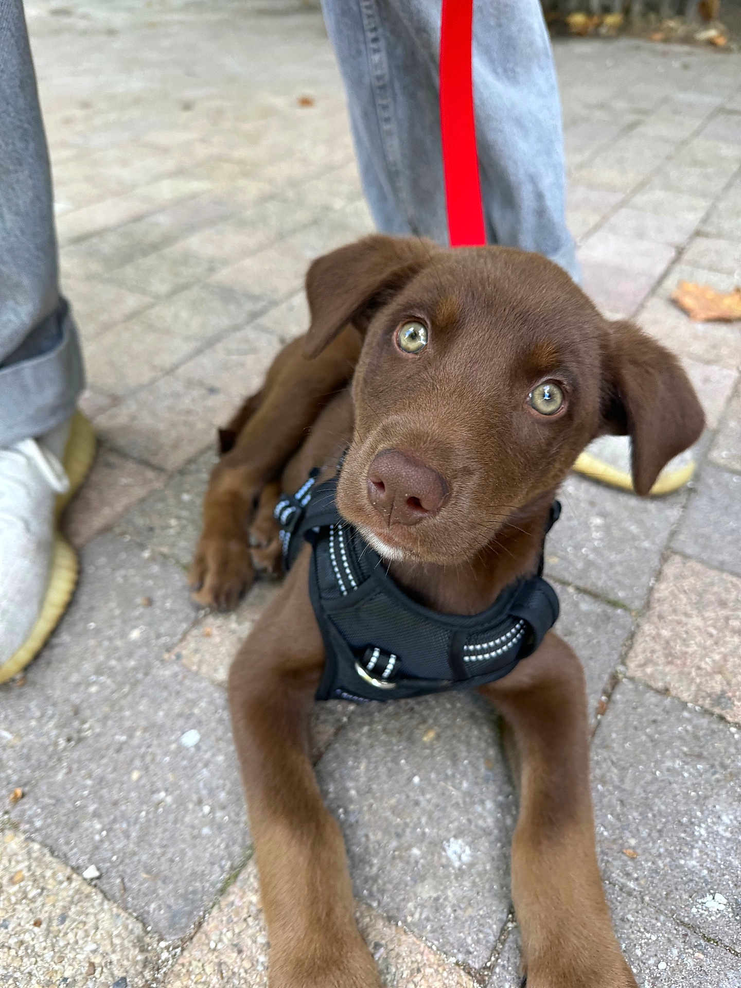 Kuma participe au concours pour gagner de l'argent avec cette photo : puppy, dog, brown_dog, harness, leash, pavement, outdoor, person, shoes, curious, green_eyes, young_dog, pet, animal, canine, walking, resting, closeup, cute, companion