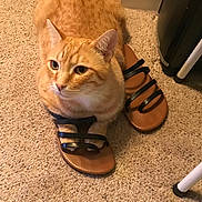 Macaroni is registered to the contest to win money with this photo: animal, black, brown, carpet, cat, chair_leg, cozy, curious, cute, domestic, feline, footwear, furniture, indoor, orange_tabby, paws, pet, sandal, sitting, straps