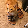 animal, black, brown, carpet, cat, chair_leg, cozy, curious, cute, domestic, feline, footwear, furniture, indoor, orange_tabby, paws, pet, sandal, sitting, straps