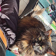 Molly a rejoint le concours — aidez-le/la à gagner de superbes lots ! cat, tortoiseshell, fluffy, sunlight, cushion, floral_pattern, person, pants, wicker_table, tiles, outdoor, greenery, mug, table, tail, shadow, relaxing, pet, home, cozy