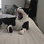 cat, black_and_white, yawning, bed, white_sheet, indoor, feline, pet, animal, relaxed, lying_down, cozy, blurred_background, domestic, whiskers, paw, mouth_open, sleepy, fur, resting