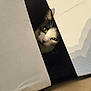 cat, black_and_white, cardboard_box, peeking, curious, indoor, pet, animal, whiskers, face, yellow_eyes, feline, closeup, shadow, soft_light, box_flap, domestic_cat, playful, hidden, cute