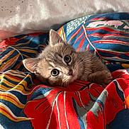 Grisouille a rejoint le concours — aidez-le/la à gagner de superbes lots ! kitten, cat, gray_cat, animal, pet, cute, feline, whiskers, bed, blanket, pattern, colorful, cozy, indoor, young, fur, comfort, resting, closeup, playful