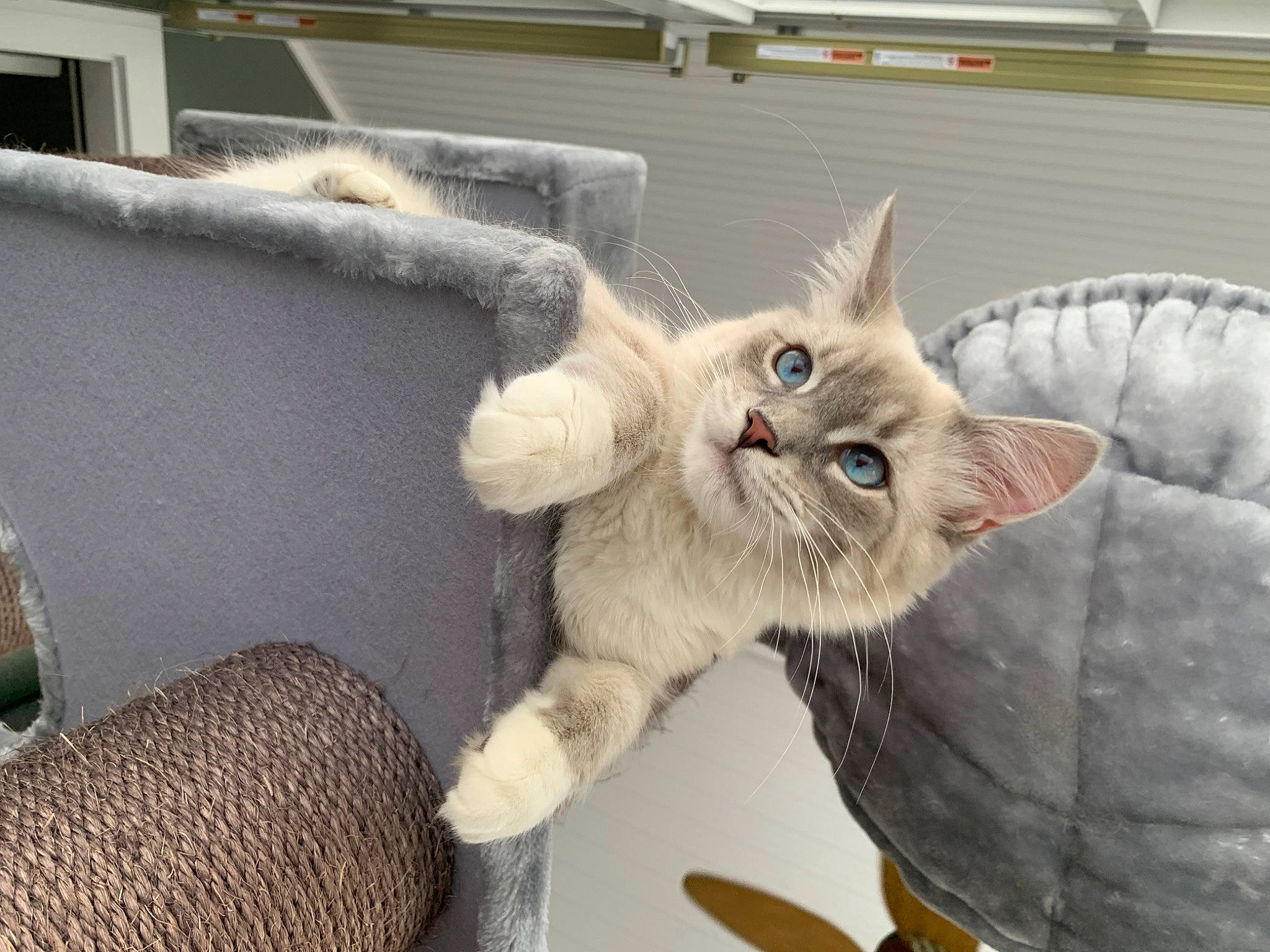 Topaz is registered to the contest to win money with this photo: carnivore, cat, cat_bed, cat_supply, claw, comfort, couch, domestic_short_haired_cat, fawn, felidae, fur, paw, plant, small_to_medium_sized_cats, snout, tail, whiskers, window