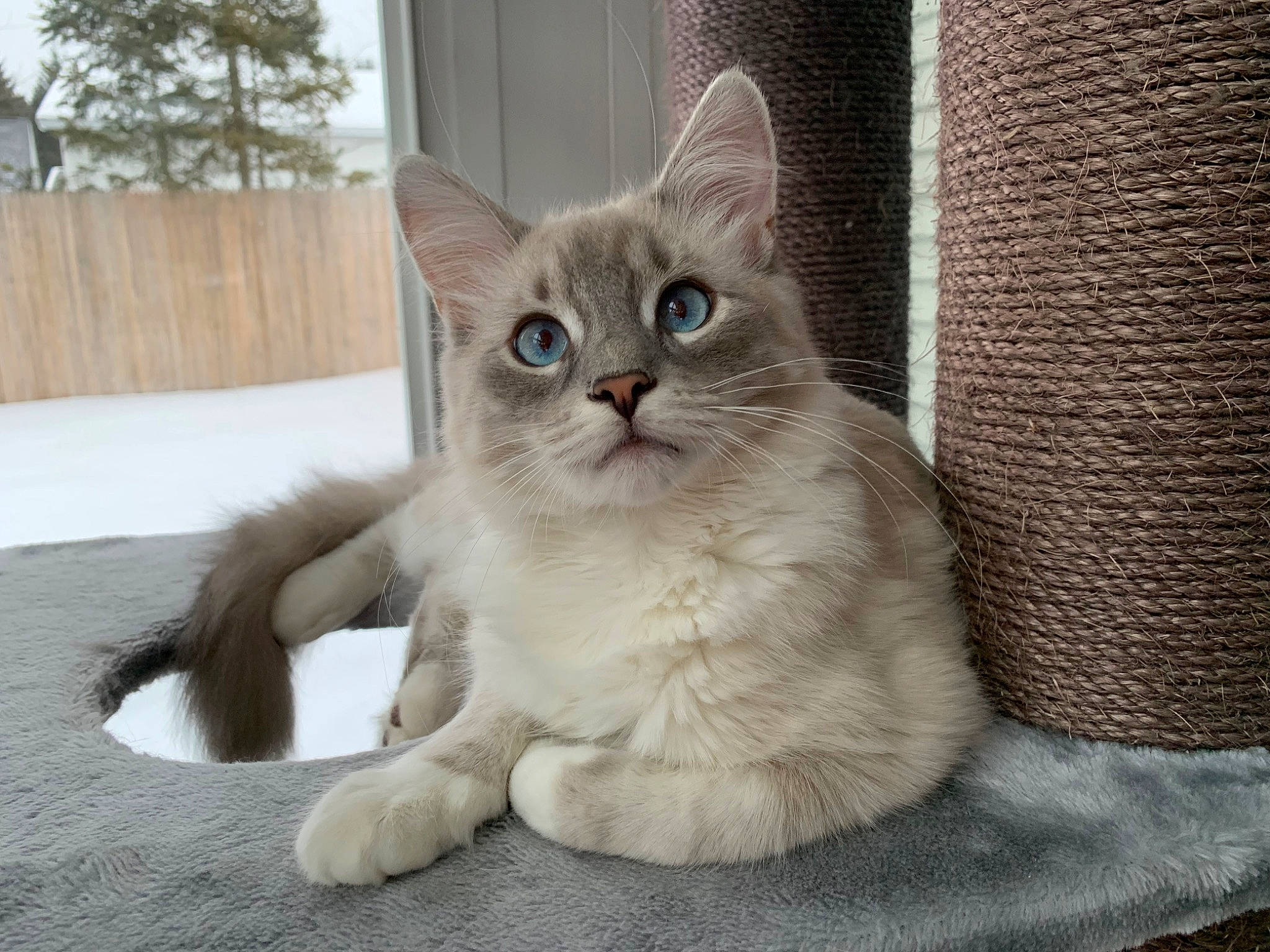 Topaz joined the competition — help win amazing prizes! birman, carnivore, cat, cat_supply, claw, comfort, domestic_short_haired_cat, fawn, felidae, fur, grey, paw, sitting, small_to_medium_sized_cats, tail, terrestrial_animal, tree, whiskers, window