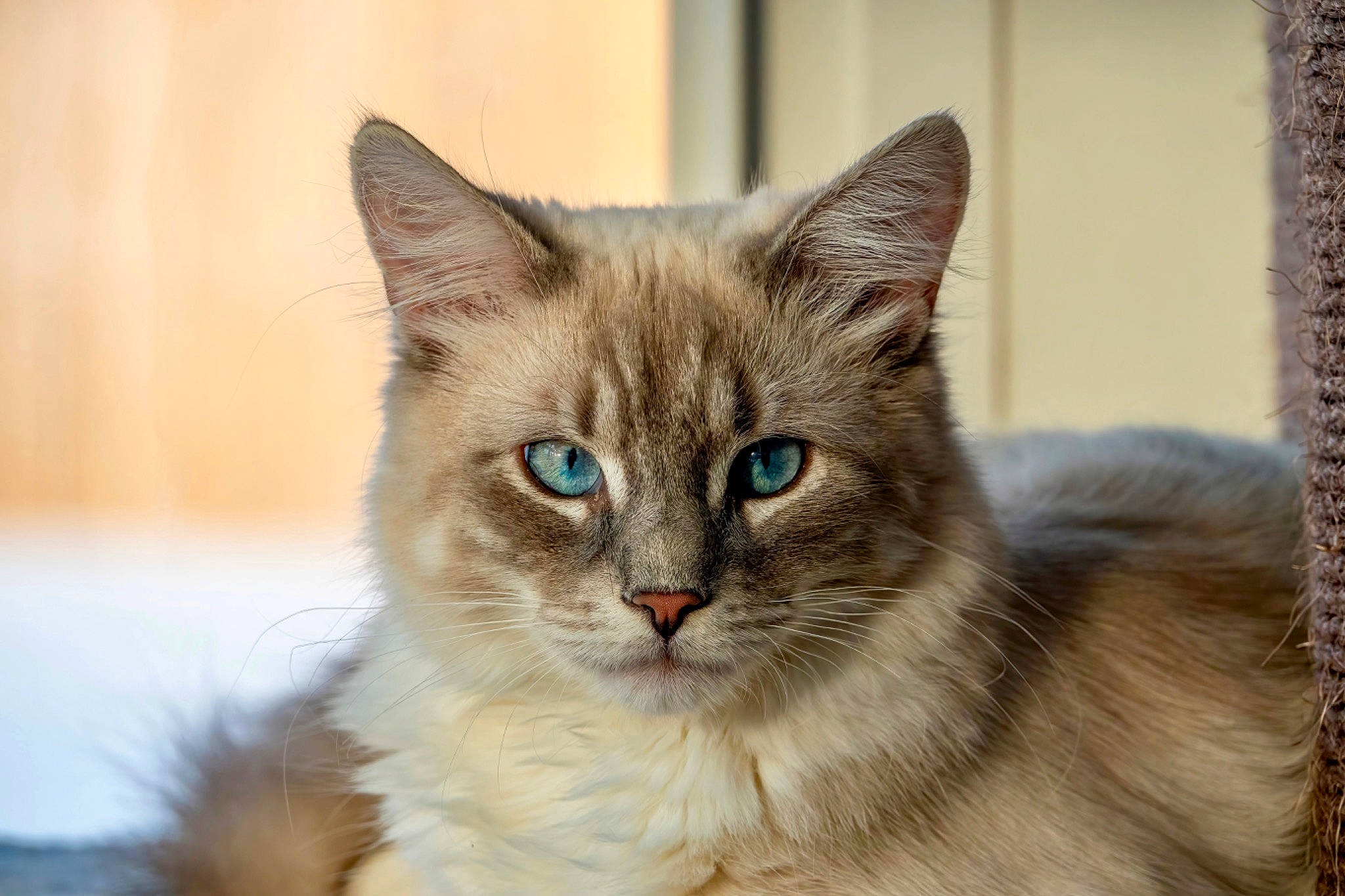 Topaz joined the competition — help win amazing prizes! art, carnivore, cat, domestic_short_haired_cat, eye, fawn, felidae, fur, iris, small_to_medium_sized_cats, snout, terrestrial_animal, tree, whiskers, wildlife, window