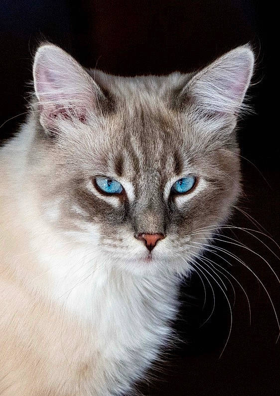 Topaz is registered to the contest to win money with this photo: art, birman, carnivore, cat, domestic_short_haired_cat, electric_blue, felidae, fur, iris, photo_caption, small_to_medium_sized_cats, snout, terrestrial_animal, whiskers, wildlife, window