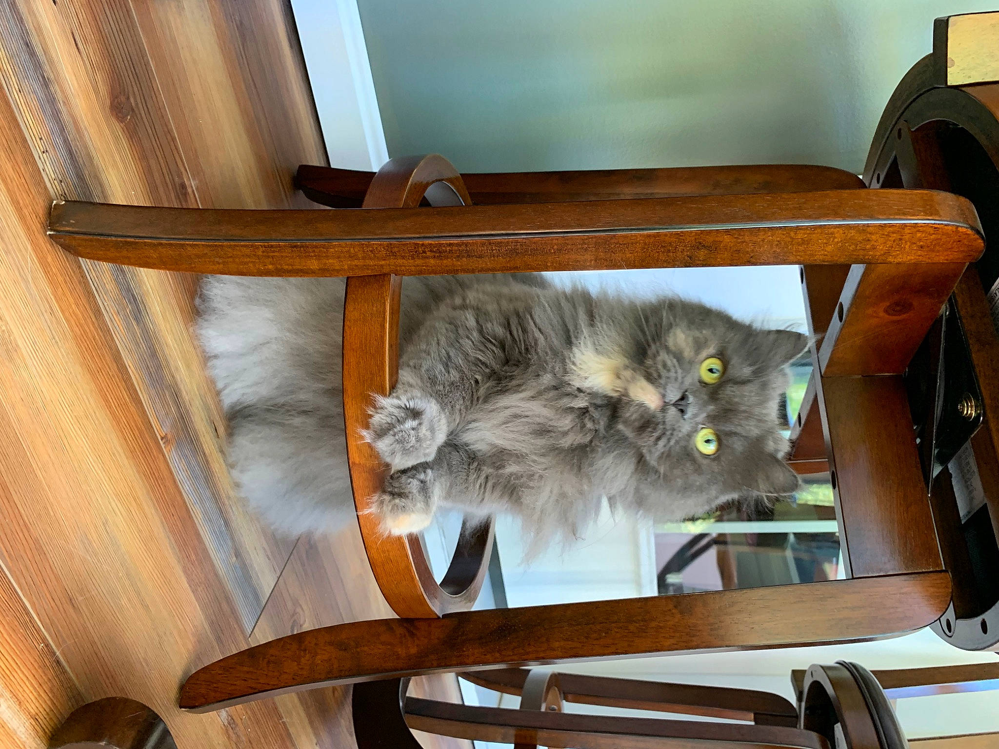 Misa is registered to the contest to win money with this photo: british_longhair, carnivore, cat, chair, comfort, domestic_short_haired_cat, felidae, flooring, fur, furniture, grey, hardwood, plant, shelf, small_to_medium_sized_cats, table, tail, whiskers, wood, wood_stain