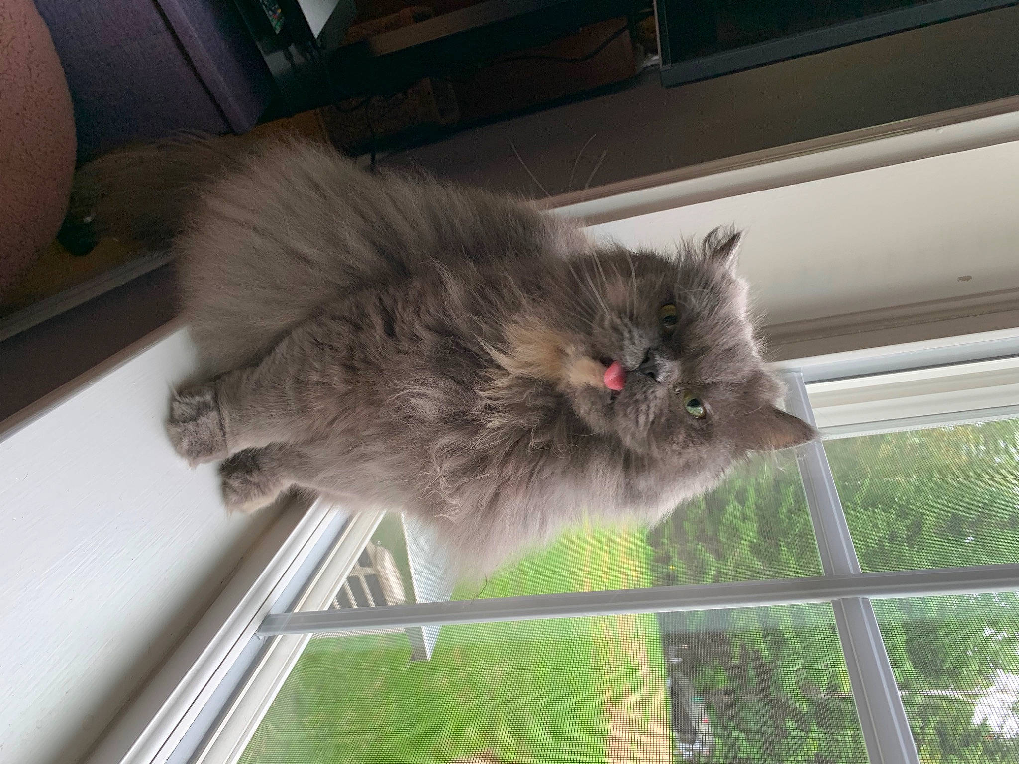 Misa is registered to the contest to win money with this photo: british_longhair, carnivore, cat, domestic_short_haired_cat, fawn, felidae, fur, grass, grey, persian, small_to_medium_sized_cats, snout, tail, terrestrial_animal, whiskers