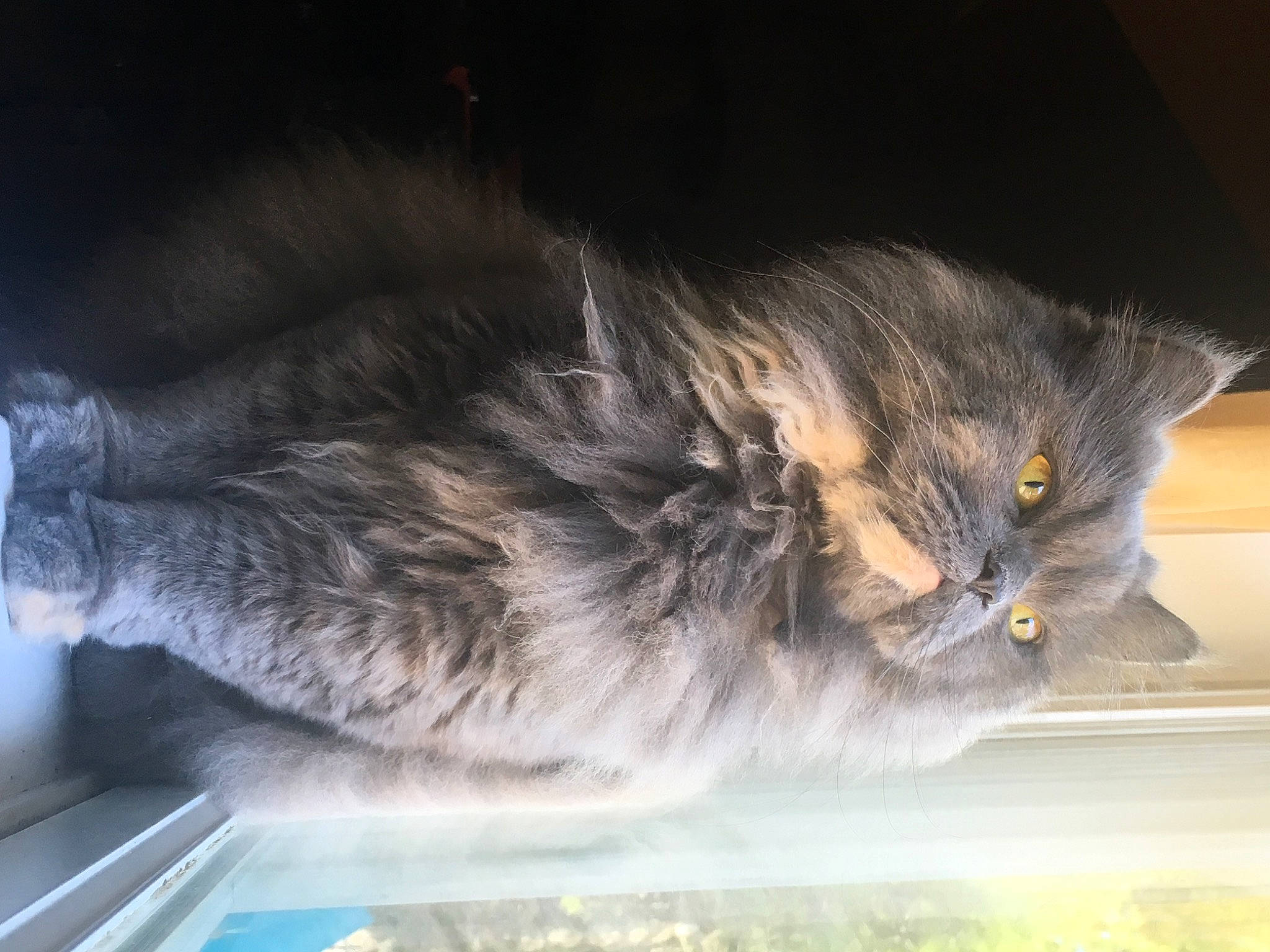 Misa is registered to the contest to win money with this photo: asphalt, british_longhair, carnivore, cat, claw, domestic_short_haired_cat, felidae, fur, glass, grey, paw, small_to_medium_sized_cats, snout, tail, terrestrial_animal, whiskers