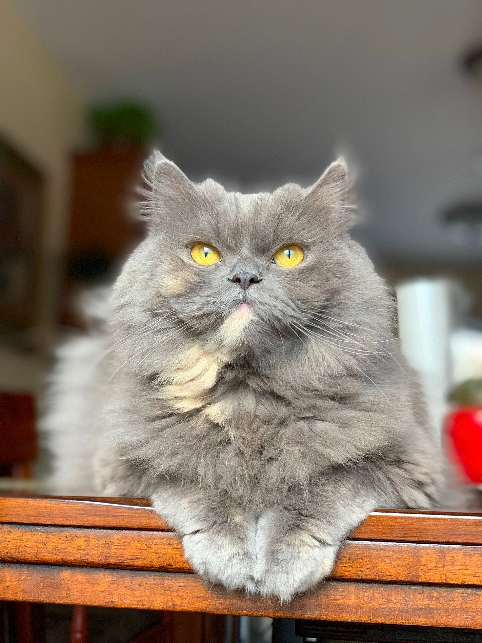 Misa is registered to the contest to win money with this photo: british_longhair, carnivore, cat, domestic_short_haired_cat, felidae, fur, grey, small_to_medium_sized_cats, snout, tail, whiskers, wood