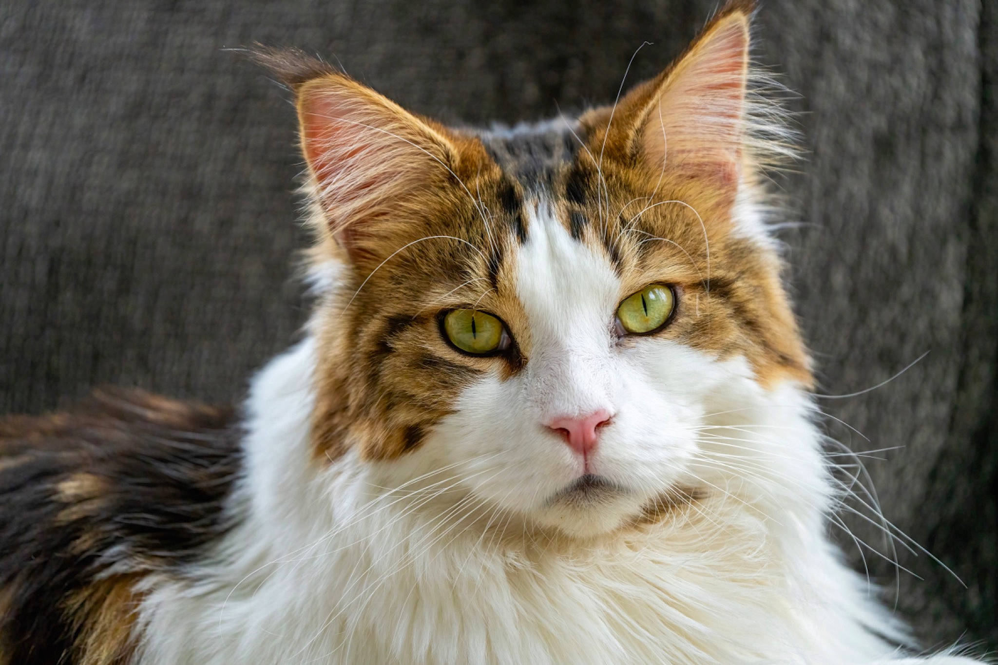 Whisper joined the competition — help win amazing prizes! carnivore, cat, domestic_short_haired_cat, eye, felidae, fur, grass, head, iris, plant, small_to_medium_sized_cats, snout, terrestrial_animal, tree, whiskers, wildlife, window