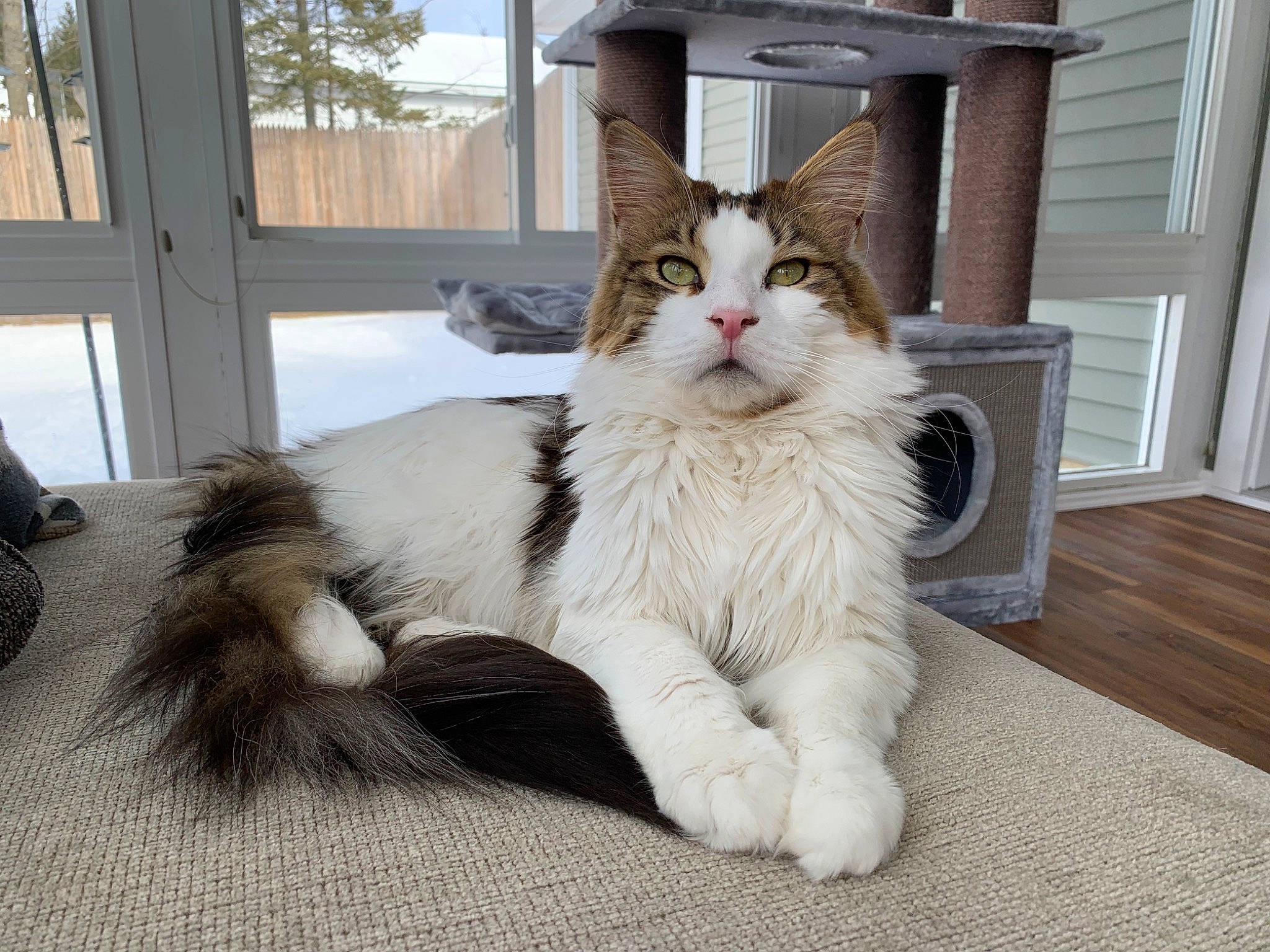 Whisper joined the competition — help win amazing prizes! carnivore, cat, comfort, domestic_short_haired_cat, door, felidae, flooring, fur, grey, hardwood, paw, sitting, small_to_medium_sized_cats, snout, tail, terrestrial_animal, tree, whiskers, window, wood