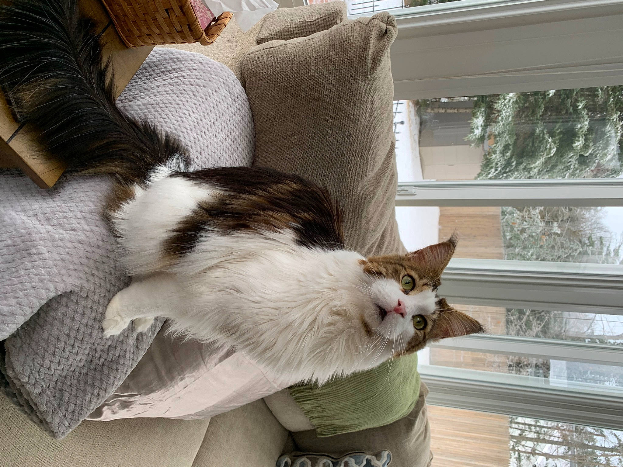 Whisper is registered to the contest to win money with this photo: box, carnivore, cat, claw, comfort, couch, domestic_short_haired_cat, felidae, fur, hardwood, mammal, plant, room, small_to_medium_sized_cats, tail, vertebrate, whiskers, window, window_treatment, wood