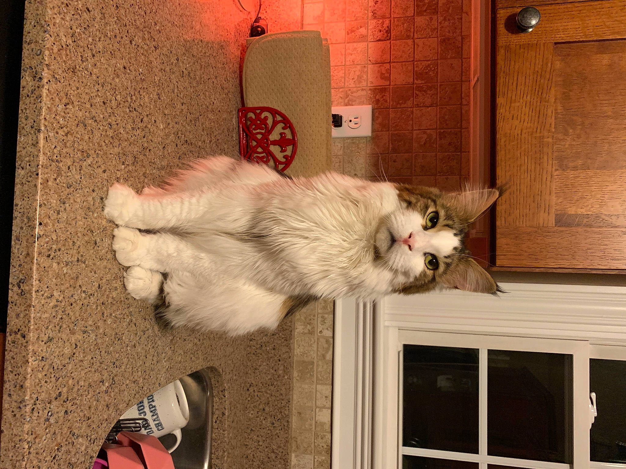 Whisper joined the competition — help win amazing prizes! cabinetry, carmine, carnivore, cat, companion_dog, domestic_short_haired_cat, fawn, felidae, foot, fur, leg, paw, small_to_medium_sized_cats, sneakers, tail, walking_shoe, whiskers, white, window, wood