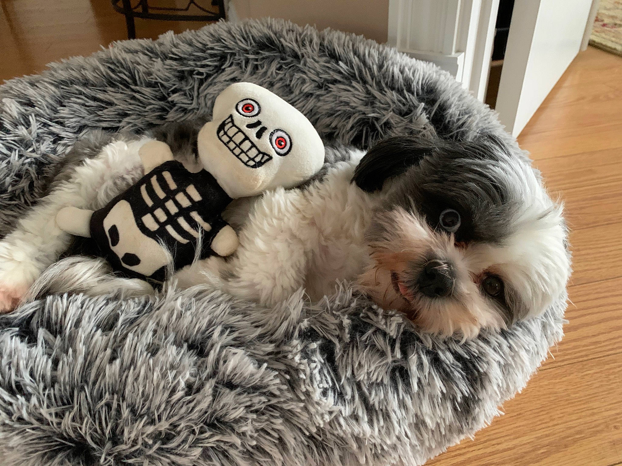 Blue is registered to the contest to win money with this photo: canidae, cap, carnivore, companion_dog, dog_breed, fawn, fur, fur_clothing, linens, luggage_and_bags, mammal, plush, snout, sporting_group, stuffed_toy, toy, toy_dog, whiskers, white, wool
