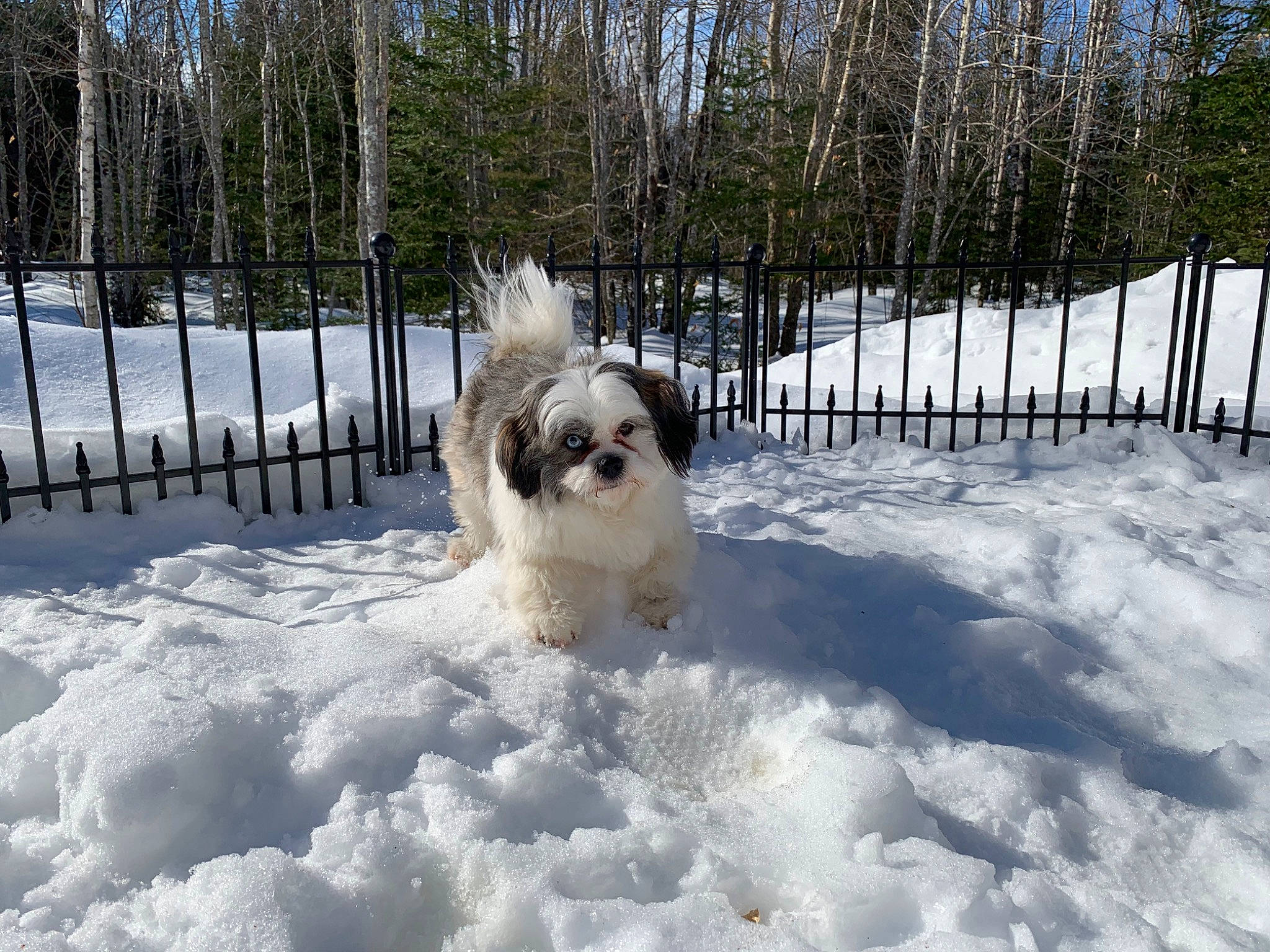 Blue joined the competition — help win amazing prizes! canidae, carnivore, companion_dog, dog, dog_breed, fence, freezing, frost, mammal, precipitation, small_terrier, snout, snow, sporting_group, terrier, toy_dog, tree, vertebrate, watch, winter