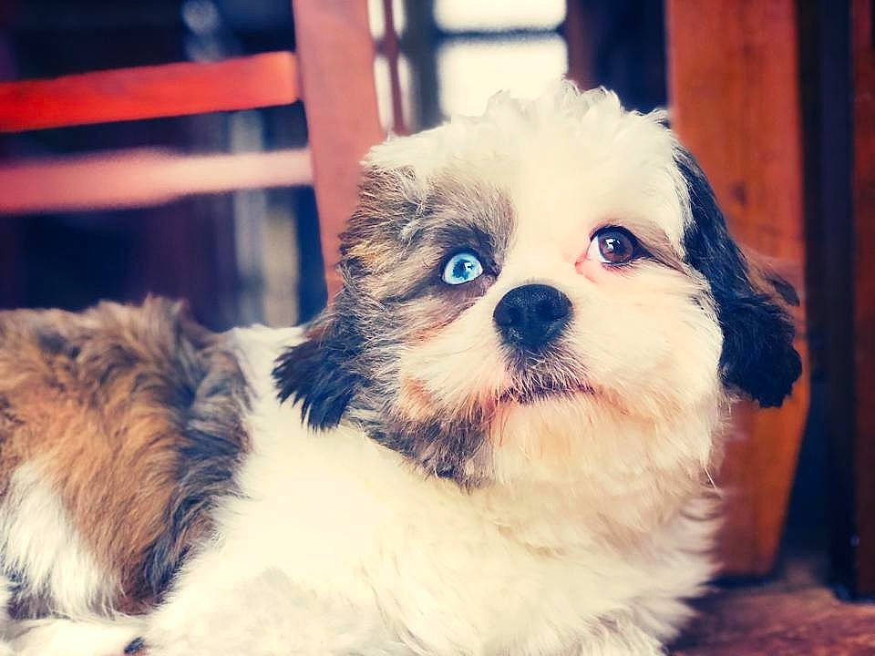 Blue joined the competition — help win amazing prizes! carnivore, cloud, companion_dog, dog, dog_breed, fawn, fur, happy, paw, puppy_love, shih_poo, shih_tzu, sky, small_terrier, snout, terrestrial_animal, terrier, toy_dog, whiskers, working_animal